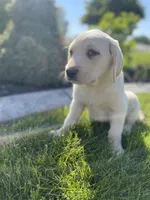 Charlie , a male Labrador Retriever for sale in Nappanee, IN – 4 of 7