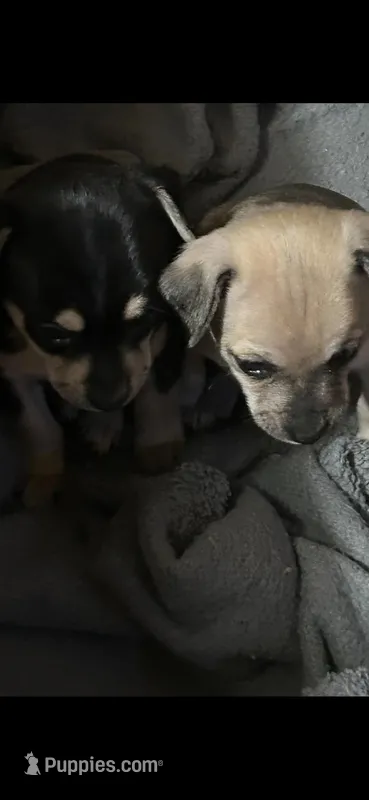 Snow cap – Miniature Pinscher puppy for sale in Creswell, OR