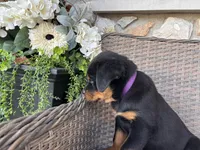 Purple Collor, a female Rottweiler for sale in Tipp City, OH – Photo 2 of 4