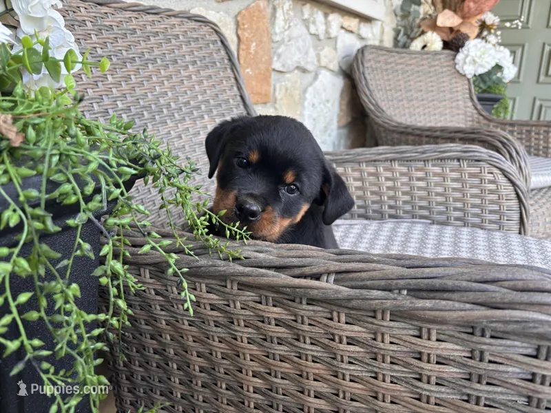 Purple Collor – Rottweiler puppy for sale in Tipp City, OH