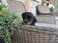 Purple Collor, a female Rottweiler for sale in Tipp City, OH – Photo 1 of 4