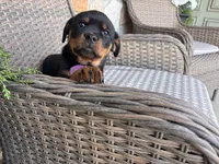 Purple Collor, a female Rottweiler for sale in Tipp City, OH – Photo 4 of 4