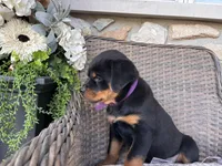 Purple Collor, a female Rottweiler for sale in Tipp City, OH – Photo 3 of 4