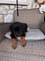 Yellow Collar, a male Rottweiler for sale in Tipp City, OH – Photo 4 of 5