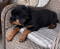 Yellow Collar, a male Rottweiler for sale in Tipp City, OH – Photo 2 of 5
