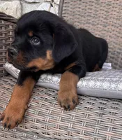 Yellow Collar, a male Rottweiler for sale in Tipp City, OH – Photo 1 of 5
