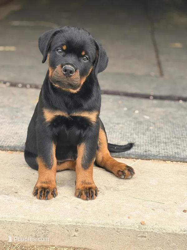 Yellow Collar – Rottweiler puppy for sale in Tipp City, OH