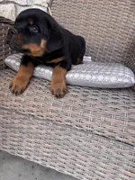 Yellow Collar, a male Rottweiler for sale in Tipp City, OH – Photo 3 of 5