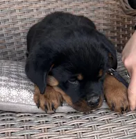Yellow Collar, a male Rottweiler for sale in Tipp City, OH – Photo 5 of 5
