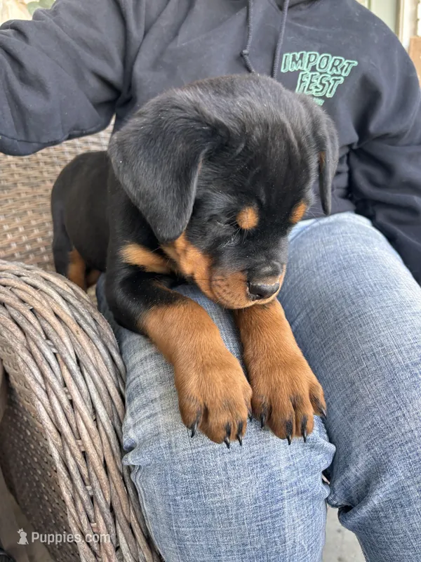 Red string – Rottweiler puppy for sale in Tipp City, OH