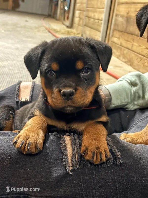 Red string, a male Rottweiler for sale in Tipp City, OH – Photo 1 of 2