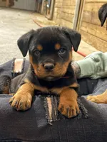 Red string, a male Rottweiler for sale in Tipp City, OH – Photo 1 of 2