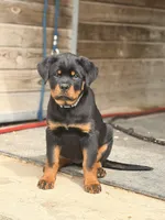 White Collar, a female Rottweiler for sale in Tipp City, OH – 1 of 3