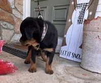 White Collar, a female Rottweiler for sale in Tipp City, OH – Photo 5 of 6
