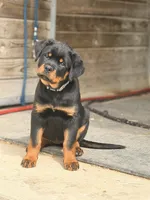 White Collar, a female Rottweiler for sale in Tipp City, OH – 3 of 3