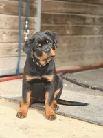 White Collar, a female Rottweiler for sale in Tipp City, OH – 2 of 3