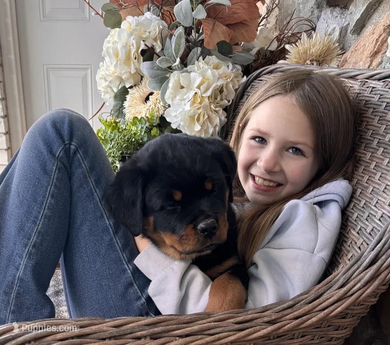 White Collar – Rottweiler puppy for sale in Tipp City, OH