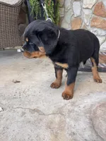 White Collar, a female Rottweiler for sale in Tipp City, OH – Photo 6 of 6