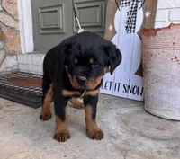 White Collar, a female Rottweiler for sale in Tipp City, OH – Photo 3 of 6