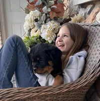 White Collar, a female Rottweiler for sale in Tipp City, OH – Photo 2 of 6