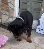 White Collar, a female Rottweiler for sale in Tipp City, OH – Photo 4 of 6