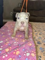 Hazel, a female American Bully for sale in Rosharon, TX – Photo 2 of 7