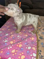 Hazel, a female American Bully for sale in Rosharon, TX – Photo 6 of 7