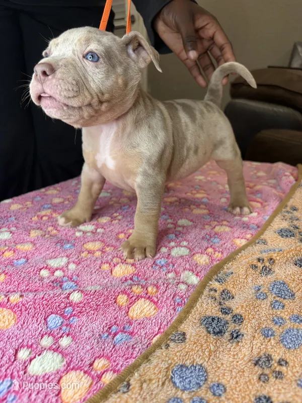 Hazel – American Bully puppy for sale in Rosharon, TX