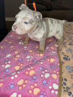 Hazel, a female American Bully for sale in Rosharon, TX – Photo 7 of 7