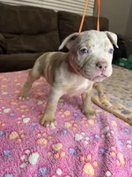 Hazel, a female American Bully for sale in Rosharon, TX – Photo 3 of 7