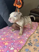 Hazel, a female American Bully for sale in Rosharon, TX – Photo 5 of 7