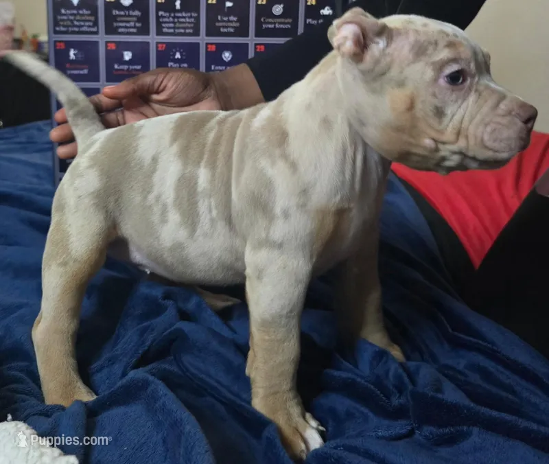 Hazel – American Bully puppy for sale in Rosharon, TX