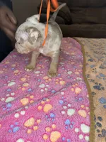 Hazel, a female American Bully for sale in Rosharon, TX – Photo 4 of 7