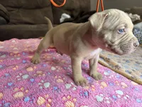 Geno, a male American Bully for sale in Rosharon, TX – Photo 2 of 3