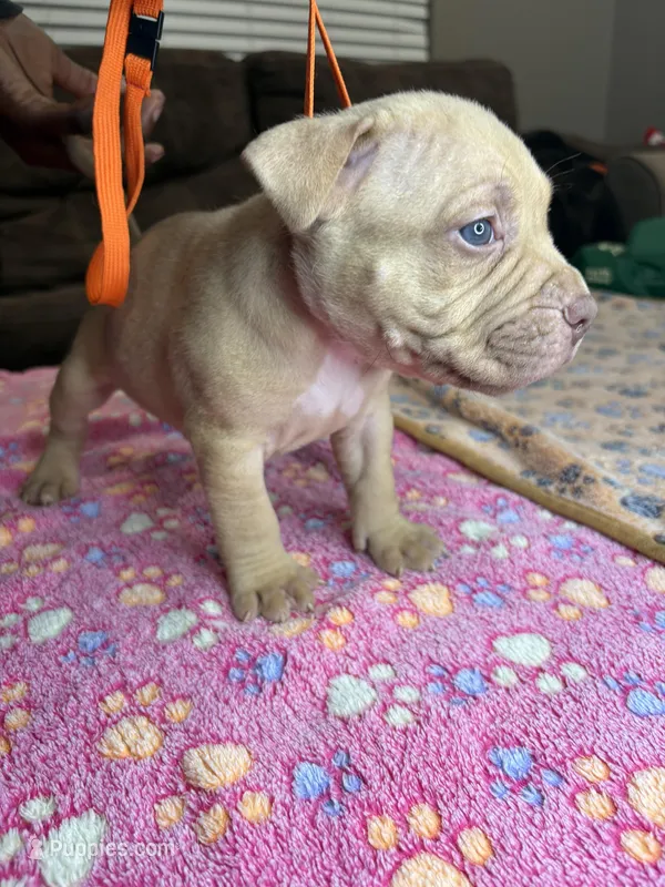 Geno – American Bully puppy for sale in Rosharon, TX