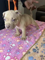 Geno, a male American Bully for sale in Rosharon, TX – Photo 3 of 3