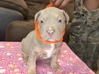 Titus, a male American Bully for sale in Rosharon, TX – Photo 1 of 4