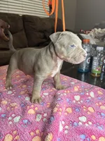 Titus, a male American Bully for sale in Rosharon, TX – Photo 4 of 4