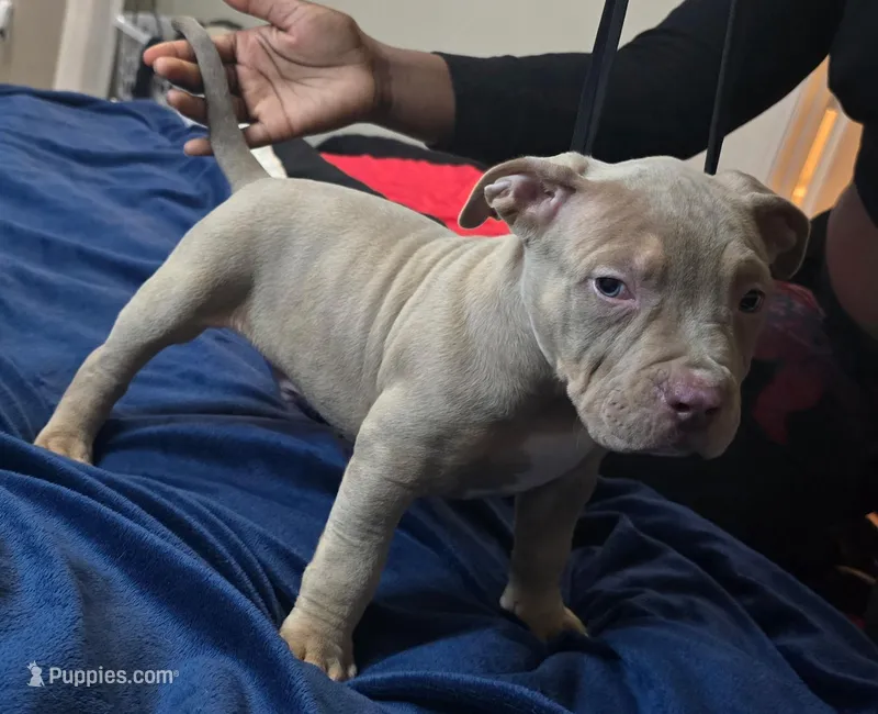 Titus – American Bully puppy for sale in Rosharon, TX