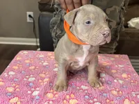 Titus, a male American Bully for sale in Rosharon, TX – Photo 3 of 4