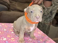 Titus, a male American Bully for sale in Rosharon, TX – Photo 2 of 4