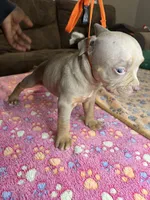 Onyx, a male American Bully for sale in Rosharon, TX – Photo 4 of 4