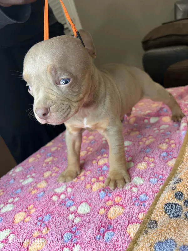 Onyx – American Bully puppy for sale in Rosharon, TX