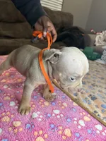 Onyx, a male American Bully for sale in Rosharon, TX – Photo 2 of 4