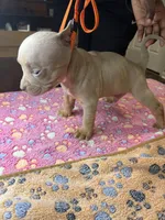 Onyx, a male American Bully for sale in Rosharon, TX – Photo 3 of 4