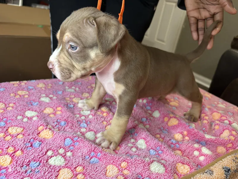 Zeus – American Bully puppy for sale in Rosharon, TX