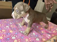 Zeus, a male American Bully for sale in Rosharon, TX – Photo 1 of 5