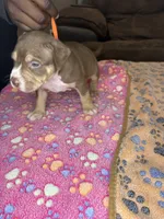 Zeus, a male American Bully for sale in Rosharon, TX – Photo 2 of 5