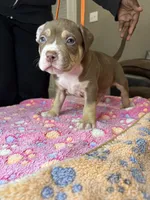 Zeus, a male American Bully for sale in Rosharon, TX – Photo 3 of 5