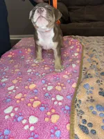 Zeus, a male American Bully for sale in Rosharon, TX – Photo 5 of 5